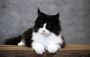 Female maine coon