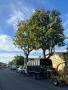 Professional Tree Services in Redwood City, CA!