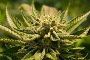 Buy THCO Flower Product Online For Sale Buy THCO Flower Product Online For Sale