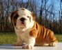 British Bulldog puppies for sale