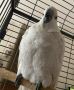 Cockatoos for Sale Online 