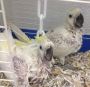 Baby Cockatoo for Adoption