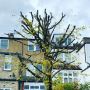Best Commercial Tree Surgeon in Church End