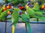 SAO BIRD FARM | FIND BIRDS FROM TRUSTED BREEDER
