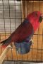 FIND PERFECT BIRDS FROM TRUSTED BREEDER