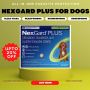 Nexgard Plus | All-in-One Parasite Protection for Dogs!