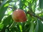 Buy Fruit Trees Online in California | Paradise Nursery