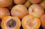 Explore Exquisite Apricot Trees for Sale at Paradise Nursery