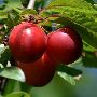 Red Plum Trees for Sale - Beutify Your Garden with Plum Tree