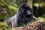 Looking for uganda gorilla trekking-then visit davsafaris.
