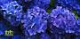 Want to know all about Sweet Blue Flowers