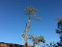 DeSoto Tree Service DeSoto Tree Service