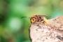 Hornet Nests Removal in Surrey Hornet Nests Removal in Surrey