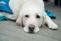 Best Dog Grooming in Melton Mowbray