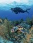 Snorkeling Tours Snorkeling Tours