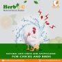 Boosting Poultry Health with Herbo C: The Organic Vitamin C 