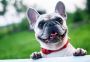 Guide to Buying a French Bulldog 
