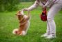 Custom Plans for Unique Canine Needs Custom Plans for Unique Canine Needs