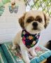 TOP-RATED PETS GROOMING IN TORONTO 