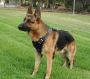 Trusted Service Dog Training in Las Vegas Trusted Service Dog Training in Las Vegas