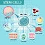 Global Stem Cell Therapy Market Report