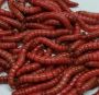 Top-Quality Mealworms for Sale at DougsBugz.com 