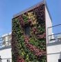 Green Living Walls Services in New York