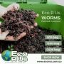 Buy Quality Compost Worms for Adequate Soil Nutrients in Aus