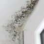 Mold Removal Commercial Buildings