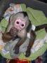 Capuchin monkey for sale