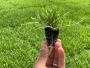 Transform Your Lawn with Citrazoy Zoysia from Star Turf Farm