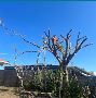 Best Tree Lopping service in Chermside Best Tree Lopping service in Chermside