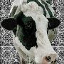 Highland Cow Wall Art | Fine Art Canvas 