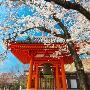 Best Japan Trip Packages 2024 - Flamingo Travels