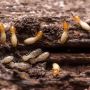 Flatline Pest Control - Termite Inspection Central Coast