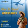 How To Travel With Plants On Flights?