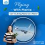 Flying With Plants: Can You Bring Plants On A Plane?