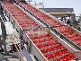 Tomato Processing Plant Suppliers