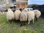 Fat tailed Awassi sheep for sale