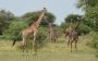 Murchison National Park Uganda