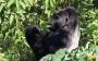 Bwindi Gorilla Trekking Bwindi Gorilla Trekking