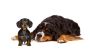 Let Your Pet Stay Comfortably at Our Dog Boarding in Witney