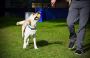 Transform Your Pet with Best Dog Training Experts in Oxford