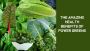 The Amazing Health Benefits of Power Greens