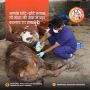 Join Hands with an Online Donation for Gaushala Join Hands with an Online Donation for Gaushala