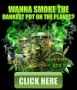 Learn To Grow 420 Plant Better