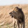 Best Safari Booking for GIR National Park