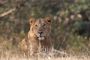 Gir National Park Safari Booking | Gir National Park