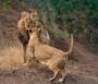 Book Gir Lion Safari Online at Gir National Park
