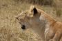 Gir Safari Booking | Gir National Park Safari Booking